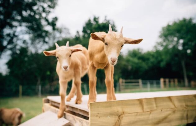 Kids Art Workshops at Cobbs Farm May Half-Term